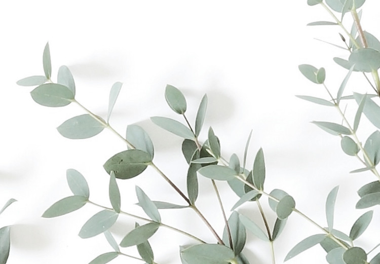 Poster Eucalyptus Parvifolia - minimalist composition with green plant 137493 additionalImage 20