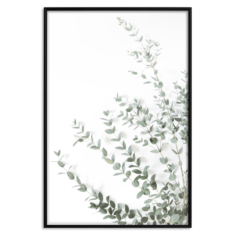 Poster Eucalyptus Parvifolia - minimalist composition with green plant 137493 additionalImage 12