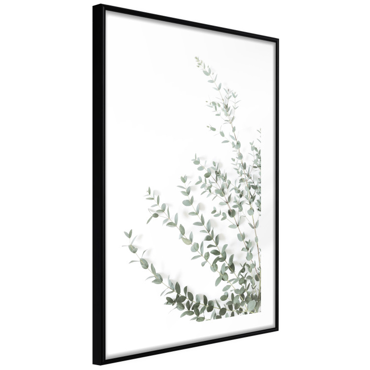 Poster Eucalyptus Parvifolia - minimalist composition with green plant 137493 additionalImage 19