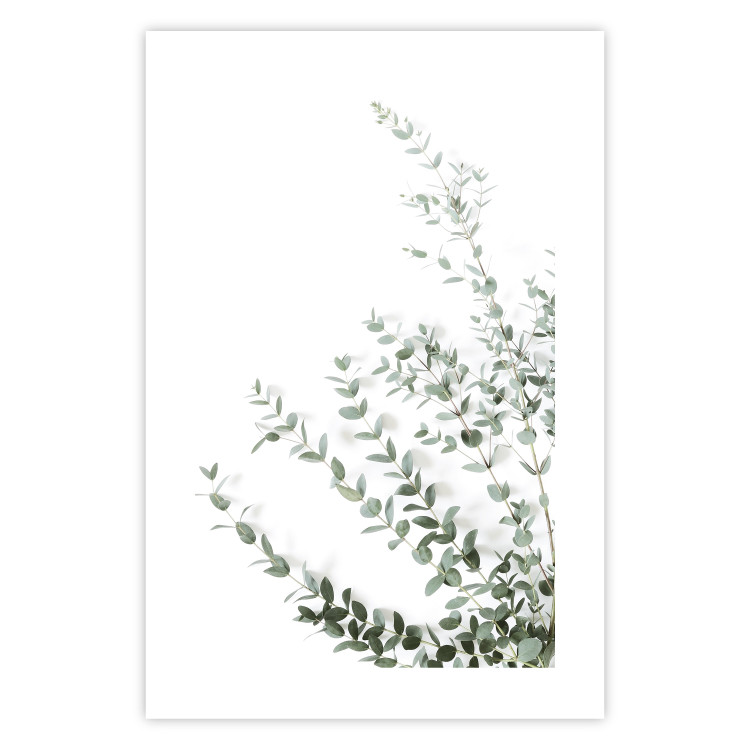 Poster Eucalyptus Parvifolia - minimalist composition with green plant 137493 additionalImage 8