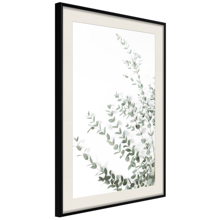 Poster Eucalyptus Parvifolia - minimalist composition with green plant 137493 additionalImage 24
