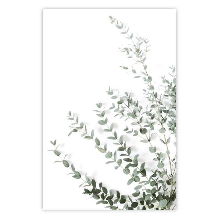 Poster Eucalyptus Parvifolia - minimalist composition with green plant 137493