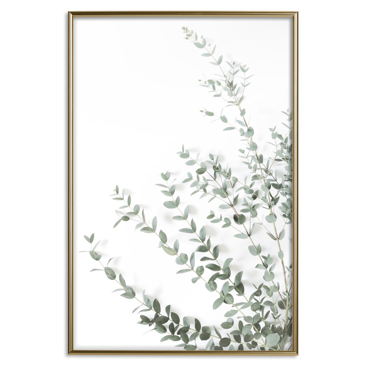 Poster Eucalyptus Parvifolia - minimalist composition with green plant 137493 additionalImage 10