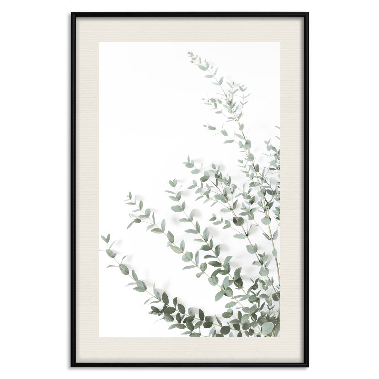 Poster Eucalyptus Parvifolia - minimalist composition with green plant 137493 additionalImage 6