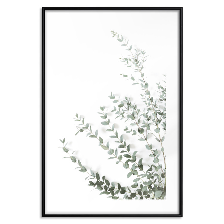 Poster Eucalyptus Parvifolia - minimalist composition with green plant 137493 additionalImage 8