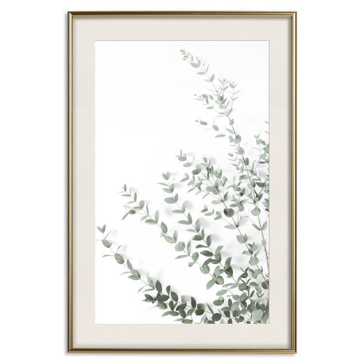 Poster Eucalyptus Parvifolia - minimalist composition with green plant 137493 additionalImage 7