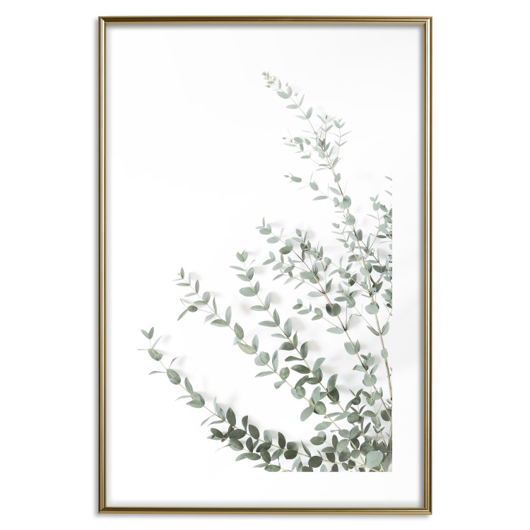 Poster Eucalyptus Parvifolia - minimalist composition with green plant 137493 additionalImage 9