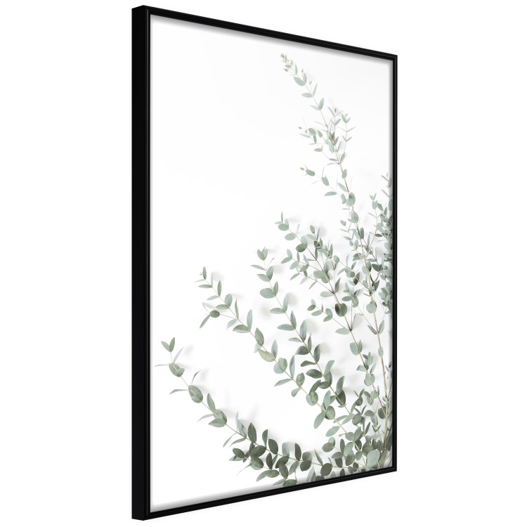 Poster Eucalyptus Parvifolia - minimalist composition with green plant 137493 additionalImage 2