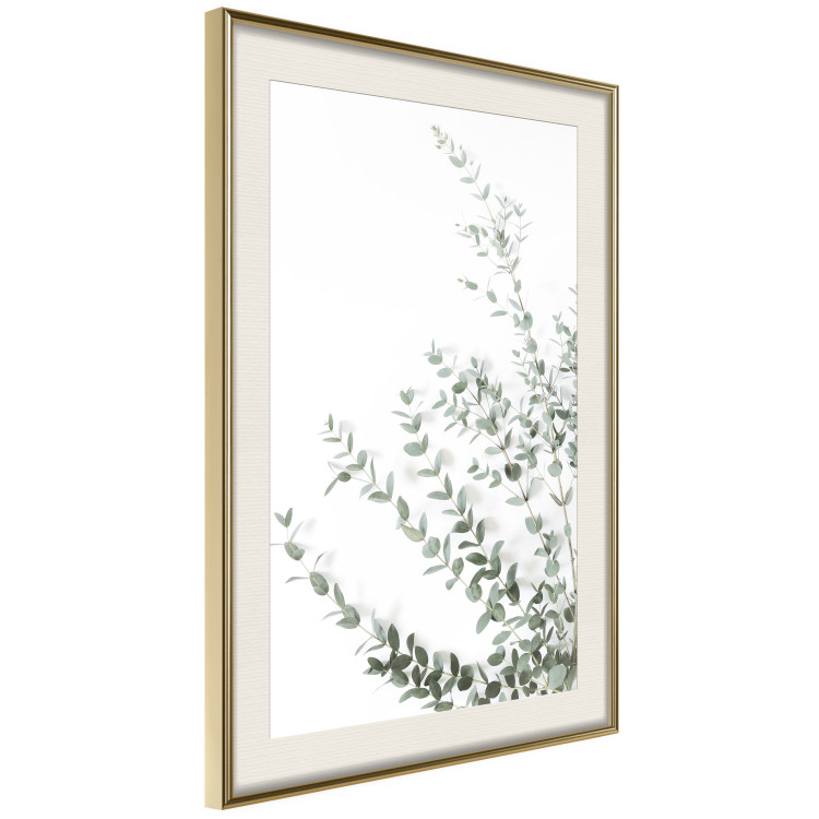 Poster Eucalyptus Parvifolia - minimalist composition with green plant 137493 additionalImage 23