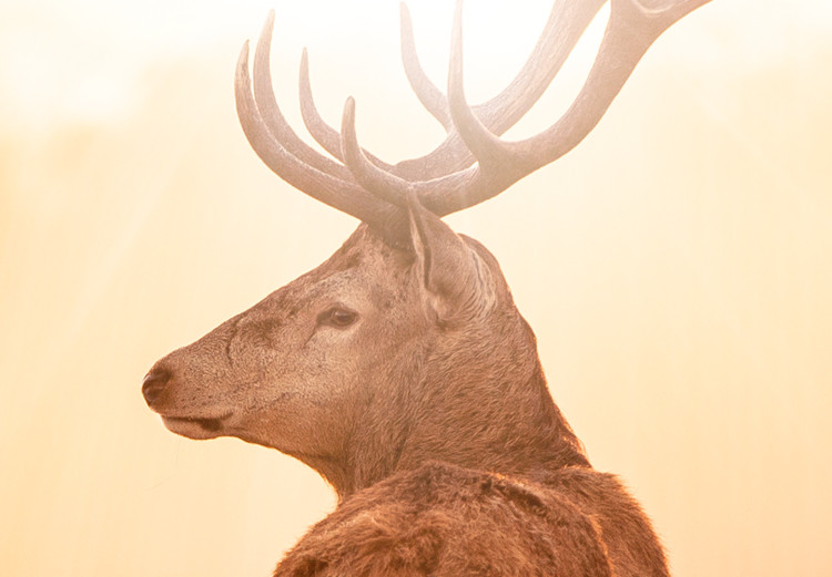 Large canvas print Deer in the Sun II [Large Format] 137593 additionalImage 6