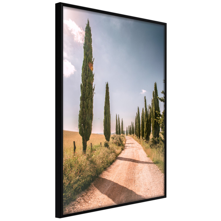 Wall Poster Italian Cypresses - landscape of a path with trees against a blue sky 138693 additionalImage 15