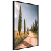 Wall Poster Italian Cypresses - landscape of a path with trees against a blue sky 138693 additionalThumb 19
