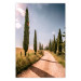 Wall Poster Italian Cypresses - landscape of a path with trees against a blue sky 138693