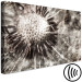 Canvas Art Print Dandelion in Grays (1-piece) Wide - field flower in sepia 142693 additionalThumb 6