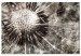 Canvas Art Print Dandelion in Grays (1-piece) Wide - field flower in sepia 142693
