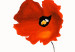 Canvas Poppies (1-piece) - Abstraction with individual flowers on a white background 48593 additionalThumb 2