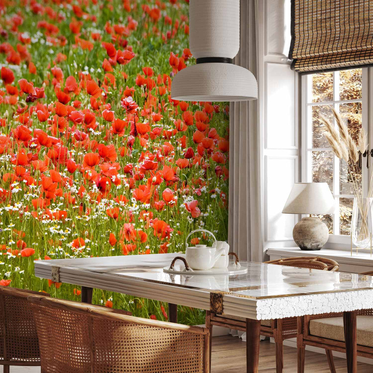 Wall Mural Floral Meadow - Green Meadow with Red Poppies in the Center 60393 additionalImage 7