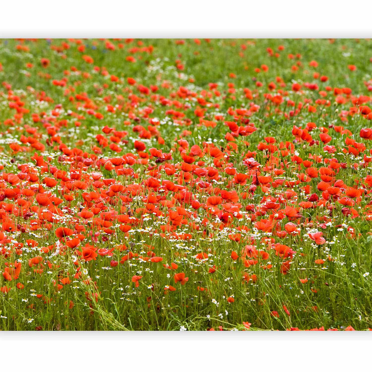 Wall Mural Floral Meadow - Green Meadow with Red Poppies in the Center 60393 additionalImage 1