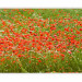 Wall Mural Floral Meadow - Green Meadow with Red Poppies in the Center 60393 additionalThumb 1