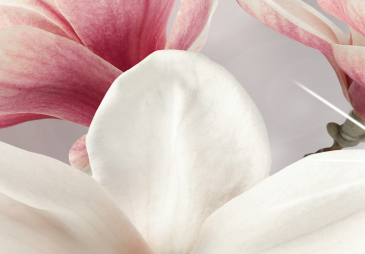 Canvas Art Print Dazzling Magnolias (5 Parts) Wide 107904 additionalImage 5