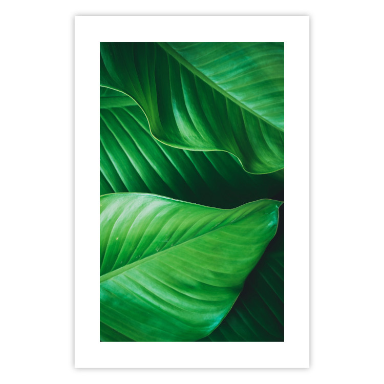 Poster Beautiful Greenery - frame of tropical leaves in the midst of an exotic jungle 114304 additionalImage 15