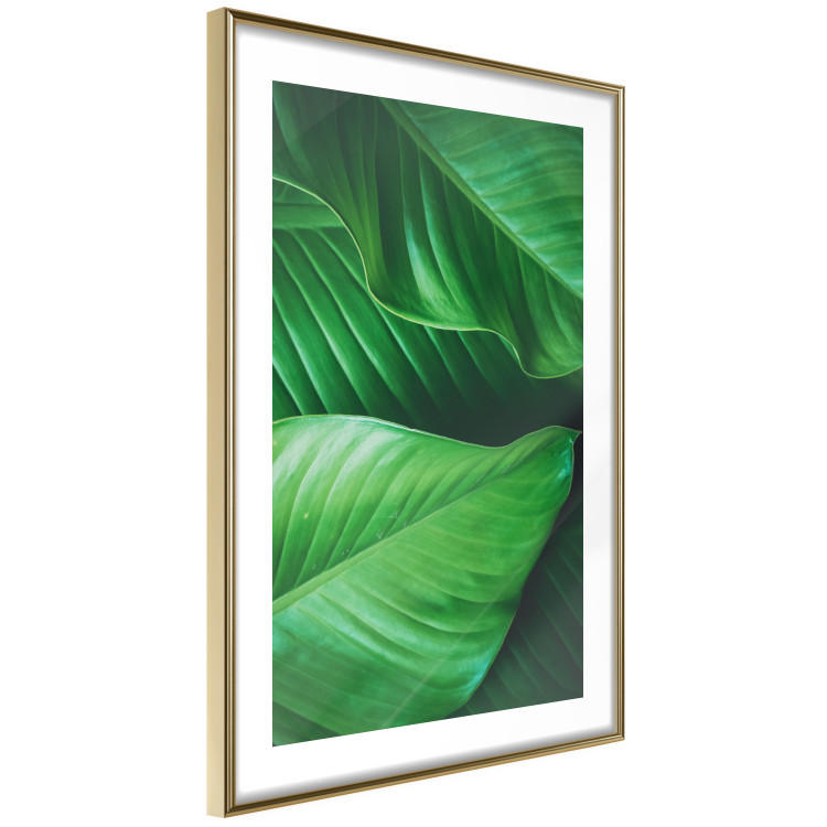 Poster Beautiful Greenery - frame of tropical leaves in the midst of an exotic jungle 114304 additionalImage 8