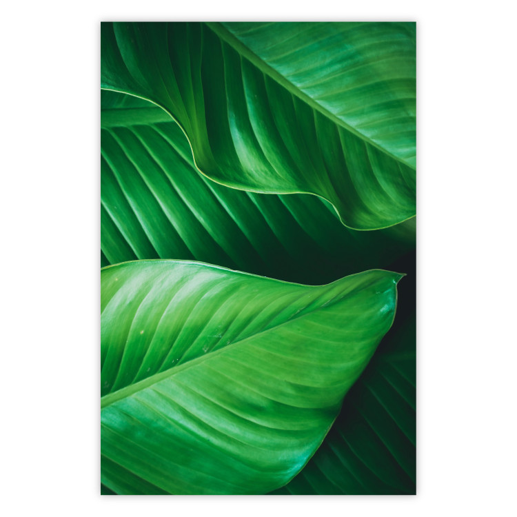 Poster Beautiful Greenery - frame of tropical leaves in the midst of an exotic jungle 114304