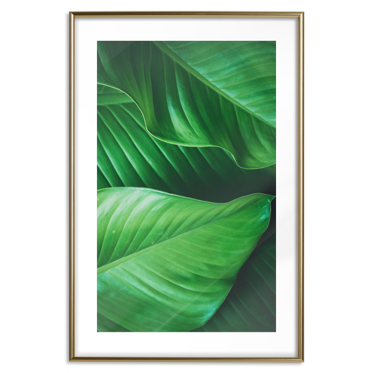 Poster Beautiful Greenery - frame of tropical leaves in the midst of an exotic jungle 114304 additionalImage 20