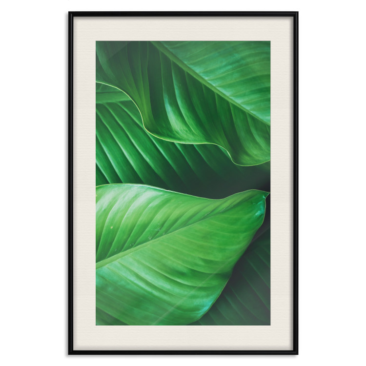 Poster Beautiful Greenery - frame of tropical leaves in the midst of an exotic jungle 114304 additionalImage 25