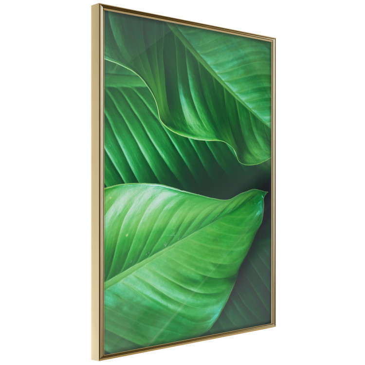 Poster Beautiful Greenery - frame of tropical leaves in the midst of an exotic jungle 114304 additionalImage 14
