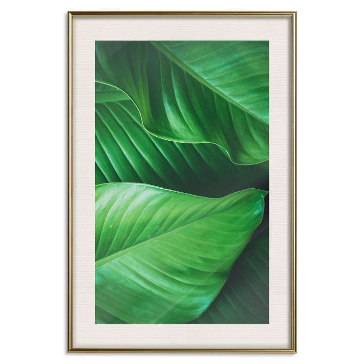 Poster Beautiful Greenery - frame of tropical leaves in the midst of an exotic jungle 114304 additionalImage 24