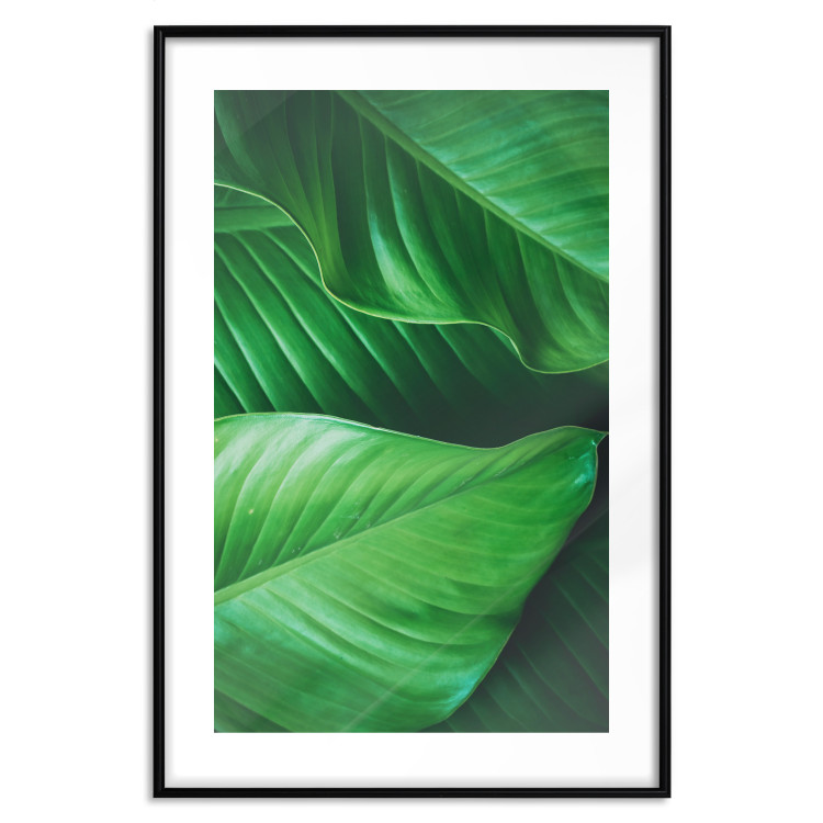 Poster Beautiful Greenery - frame of tropical leaves in the midst of an exotic jungle 114304 additionalImage 19