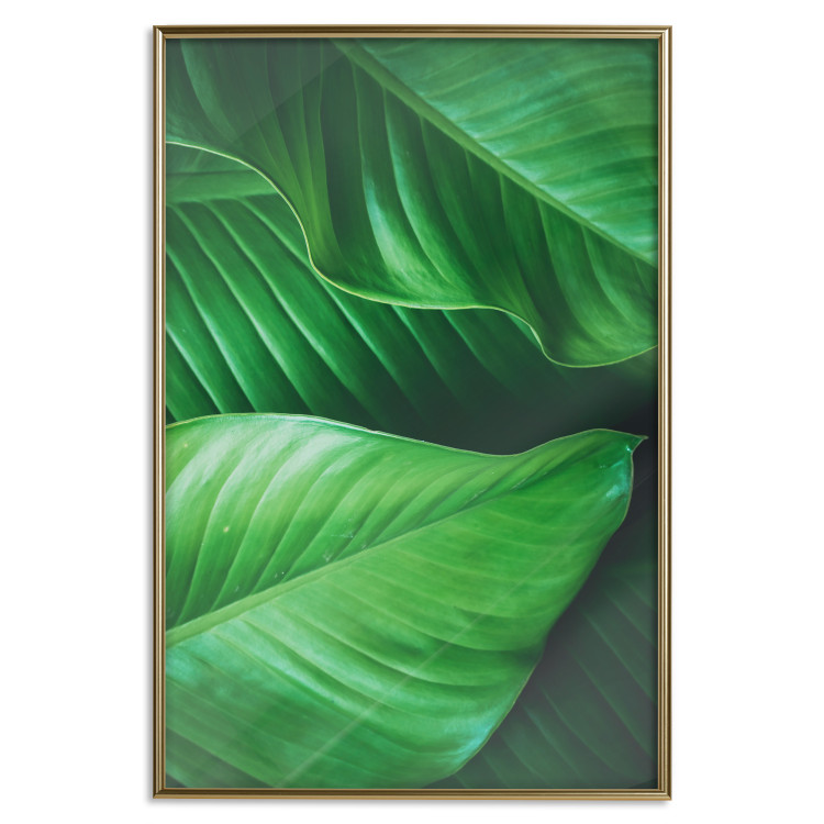 Poster Beautiful Greenery - frame of tropical leaves in the midst of an exotic jungle 114304 additionalImage 17