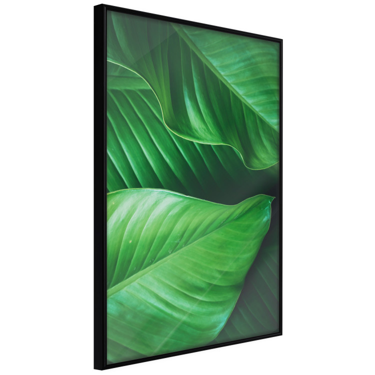 Poster Beautiful Greenery - frame of tropical leaves in the midst of an exotic jungle 114304 additionalImage 12