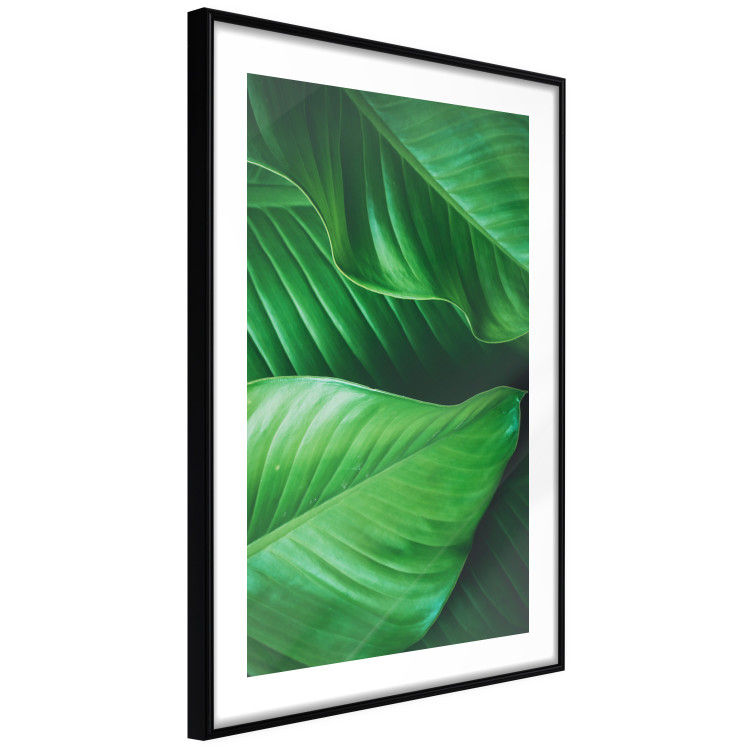 Poster Beautiful Greenery - frame of tropical leaves in the midst of an exotic jungle 114304 additionalImage 11