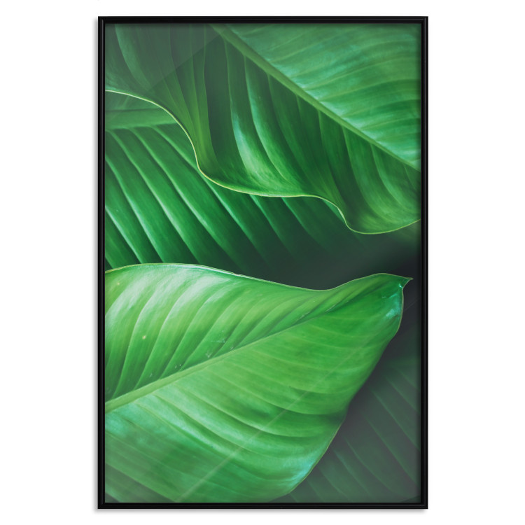 Poster Beautiful Greenery - frame of tropical leaves in the midst of an exotic jungle 114304 additionalImage 16