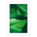 Poster Beautiful Greenery - frame of tropical leaves in the midst of an exotic jungle 114304 additionalThumb 15