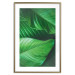 Poster Beautiful Greenery - frame of tropical leaves in the midst of an exotic jungle 114304 additionalThumb 27
