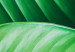 Poster Beautiful Greenery - frame of tropical leaves in the midst of an exotic jungle 114304 additionalThumb 9