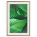 Poster Beautiful Greenery - frame of tropical leaves in the midst of an exotic jungle 114304 additionalThumb 24