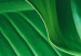 Poster Beautiful Greenery - frame of tropical leaves in the midst of an exotic jungle 114304 additionalThumb 10