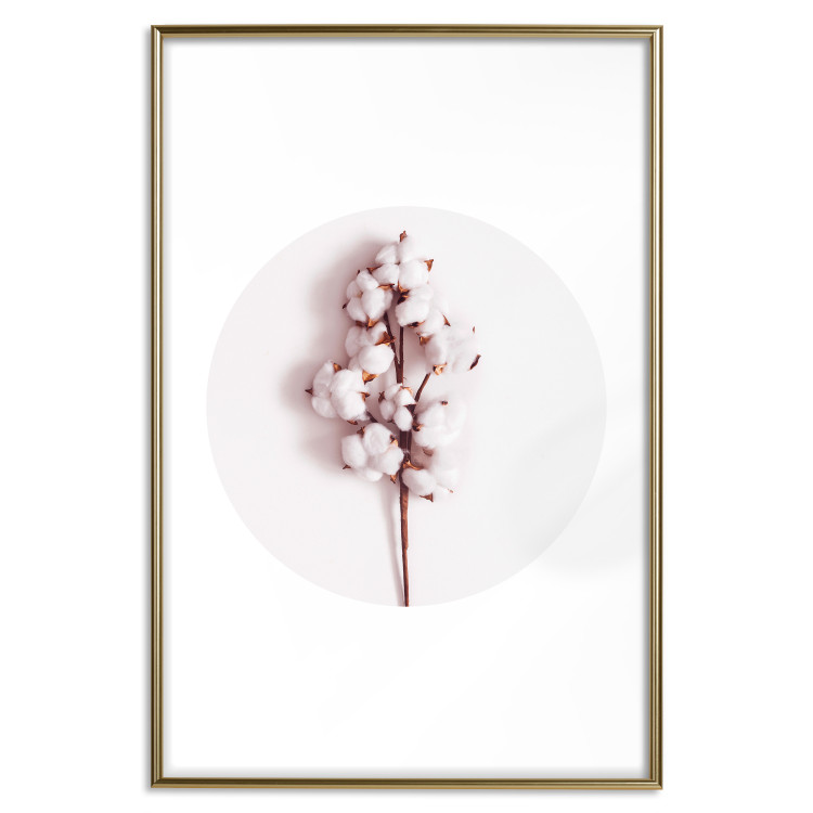 Poster Soft Cotton - plant with cotton in a circle against a light pink contrast 134504 additionalImage 16