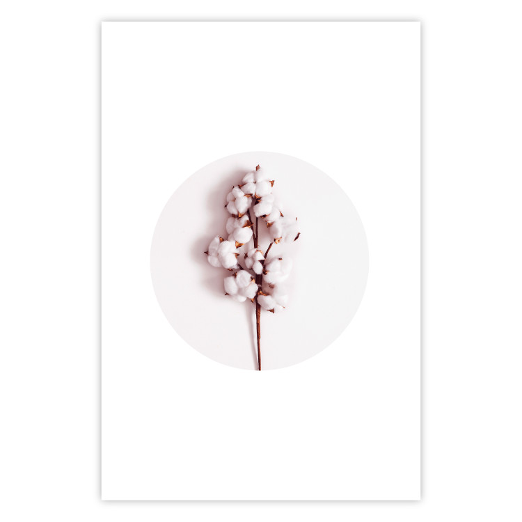 Poster Soft Cotton - plant with cotton in a circle against a light pink contrast 134504 additionalImage 15