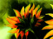 Canvas Sunflowers 48604 additionalThumb 3