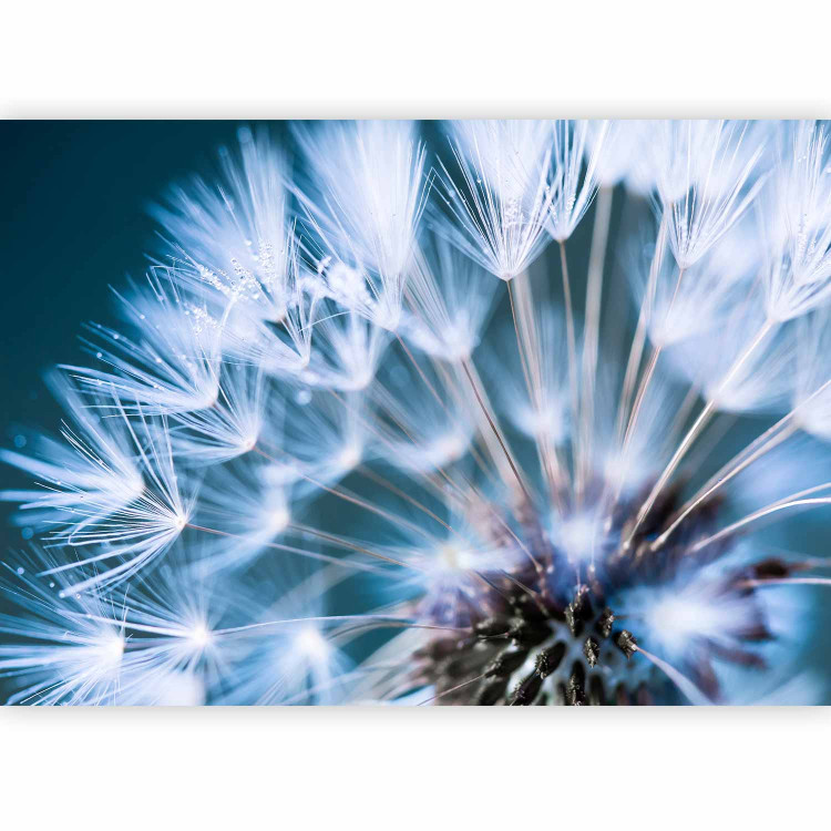 Photo Wallpaper Vegetal motif - close-up flower of a dandelion with droplets of morning dew 90404 additionalImage 5