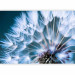 Photo Wallpaper Vegetal motif - close-up flower of a dandelion with droplets of morning dew 90404 additionalThumb 5