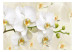 Photo Wallpaper Orchid branch - delicate composition with close-up on white flowers 114514 additionalThumb 1