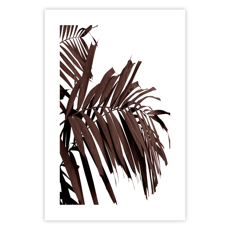 Poster Sunbathed - tropical brown palm leaves on white background 123514 additionalImage 19