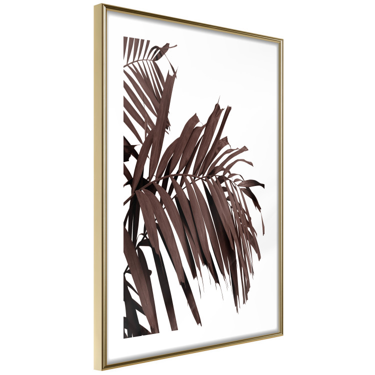 Poster Sunbathed - tropical brown palm leaves on white background 123514 additionalImage 6