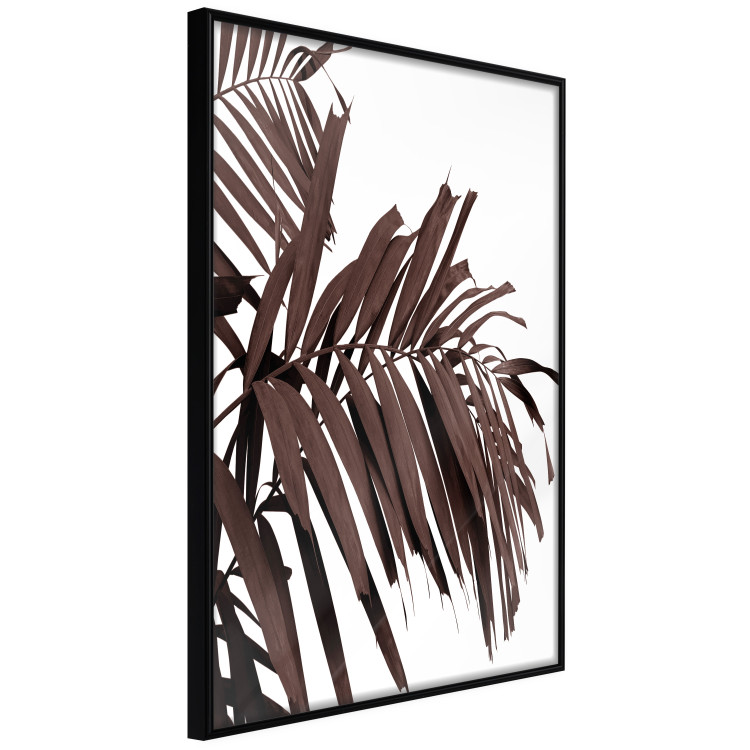 Poster Sunbathed - tropical brown palm leaves on white background 123514 additionalImage 10